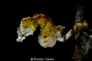 Hippocampus Pontohi in Lembeh strait by Reidar Opem 